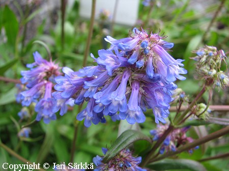 Penstemon procerus, sinipipo